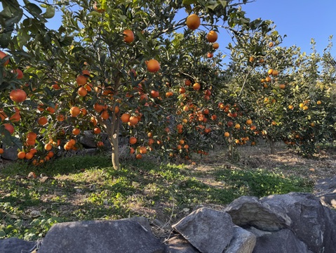 ブラッドオレンジ（タロッコ）5Ｋ　特別栽培　熊本不知火産