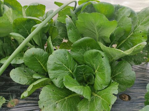 ✨旨味凝縮！少し大きめのパワフル小松菜！炒め物に最適（虫食い跡あり）農薬・化成肥料不使用✨