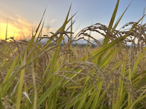 【期間限定】新米ひとめぼれ 3kg×2