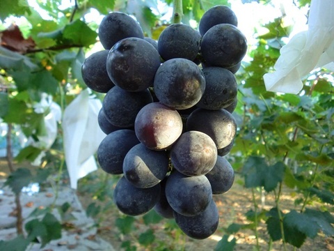 朝採りで厳選！その日に発送【贈答用シャインマスカットとピオーネ】２房入り箱