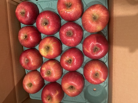 🏆りんごGP金賞受賞🏆【サステナりんご】信州安曇野産サンふじ家庭用5キロ（10〜20玉）🍎 ※化学合成農薬約60%削減