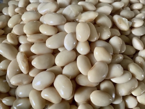 ◎自然栽培◎くるみ豆 19kg《令和6年・山形県鶴岡産》