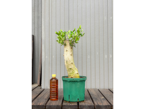 オリーブ 鉢植え  シンボルツリー オリーブ盆栽