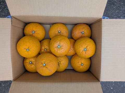 食べ頃『甘夏』1.9kg 甘味と酸味が程よい福岡産