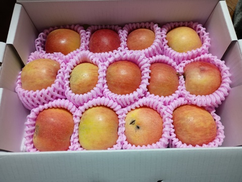 予約販売　まるせい果樹園の高徳(こうとく)　1.8ｋ　訳あり　自家用　家庭用　rk3