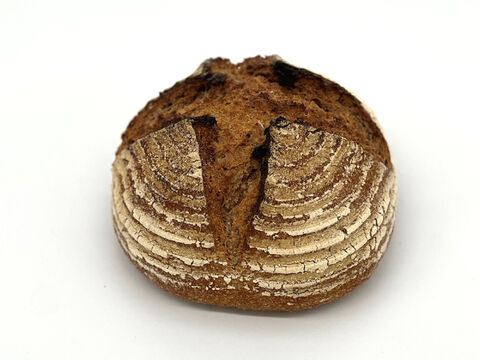 全部有機！Singleパン⑤：麦の栽培から一貫生産　自然栽培有機小麦のみ使用した有機フランス田舎パン【定期会員様へおすすめ】