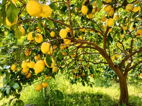 広島県産フレッシュ！夏レモン《約20個入》4kg