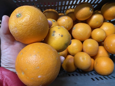 【木取り】ブラッドオレンジ（タロッコ）（３ｋｇ）甘く爽やかな酸味で味わい深い！サンプル糖度１１～１２．４度