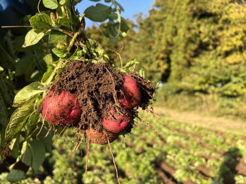 じゃがいも5種の彩りセット　1kg×5種