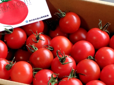 濃厚な旨味！酸味・甘味のバランス抜群！最高峰のミニトマト『フォレストフルティカ』1kg×1箱