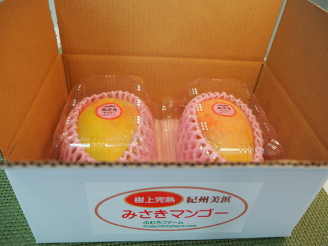 家庭用 高糖度でジューシーな完熟『紀州美浜みさきマンゴー』2～3玉 1.0～1.1kg