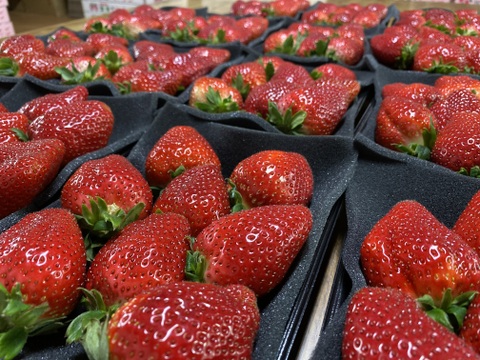 朝摘みいちご🍓まほろばの朱(あかり) 秀品おいCベリー200g×8パック【冬季限定1.6㎏】