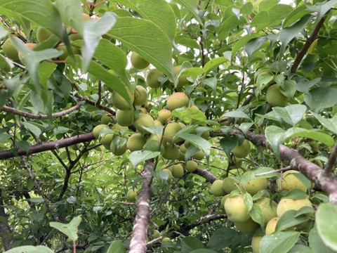 ⭐️収穫開始⭐️フルーティーな香りが強い生梅小梅サイズ2キロ🟡桃みたいな小梅🍑ほぼ木で熟れてます💕今年最高の小梅