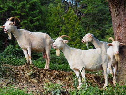 やさしい甘さの「ヤギミルクヨーグルト」加糖タイプ 150g×9本