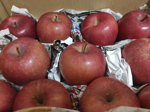 【すぐ出荷OK】葉とらずサンふじ　家庭用B品　3キロ箱（3.2キロぐらい入ります）　JA基準より60％減の低農薬栽培