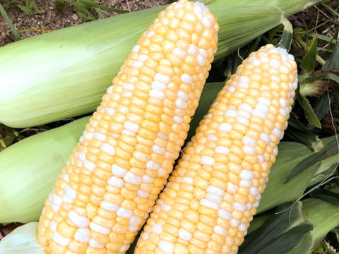 【旬の3種セット】人気とうもろこしをまとめてお届け｜各4本（合計12本）