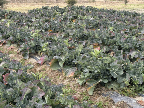 葉も食べられる！ブロッコリー５株（約２㎏）