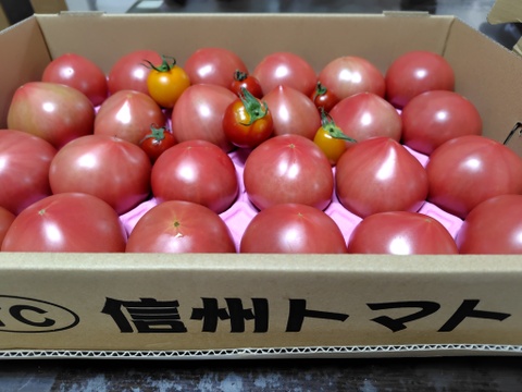100％純トマト🍅4キロ箱【雪ちゃんトマト】桃太郎トマトL or Mサイズ