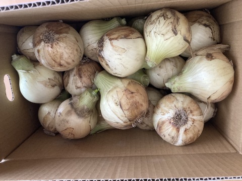 【5kg】 淡路島産 新たまねぎ 兵庫県認証食品 ひょうご安心ブランド レシピ付き！ 南あわじ市 ご家庭用 サラダ 玉ねぎ