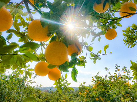 🍊わずか3%の希少な柑橘🍊断崖絶壁で収穫される『幻のプラチナオレンジ』傾斜35度の崖上で収穫される希少な宇和島ブランド【なかなか市場に出回らない約1.5kg】