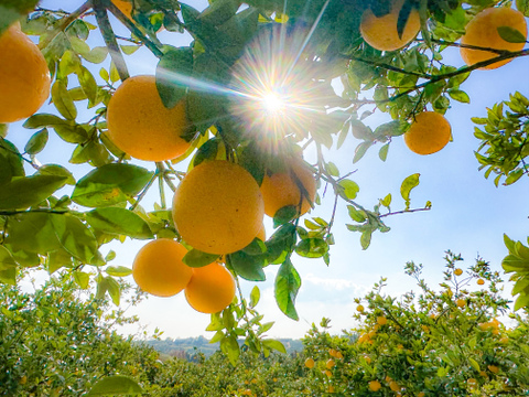 🍊期間限定の裏メニュー柑橘🍊柑橘好きなら一度は食べて頂きたい『ゴールドオレンジ』傾斜35度の崖上で収穫される希少な宇和島ブランド【お得な大容量約3kg】2025年発送分