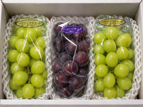 全国 送料無料！種無し皮ごと食べれる糖度16度〜20度以上『シャインマスカット2房・ニューピオーネ1房』1200g以上3房セット箱入り