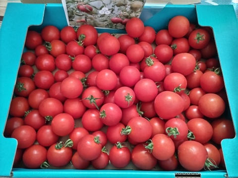 冷蔵便✨訳あり✨ファンゴッホ3kg（中玉トマト）15%増量中！規格外
