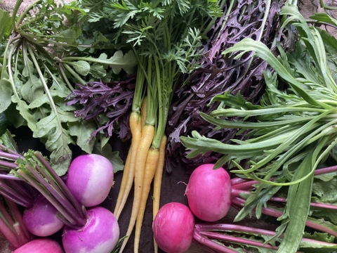 野菜ソムリエ厳選 農薬化学肥料不使用！
こだわり旬のお試し野菜セット！ 滋賀県産