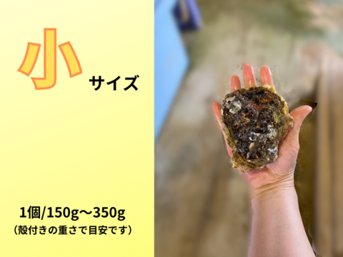 【夏期限定】ヨコタ礁天然岩牡蠣_生食用　Ａセット（小3個、大2個入）