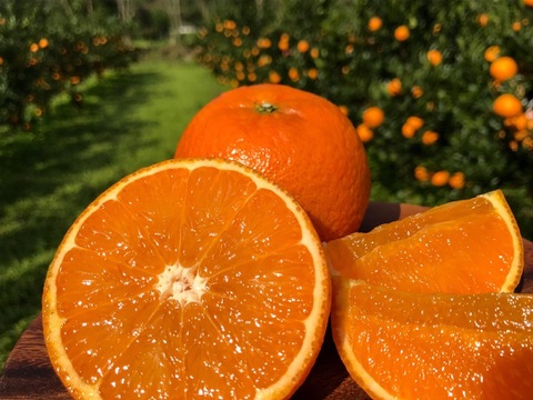 甘うま溢れる！奄美たんかん（3kg・ご家庭用）