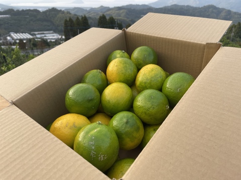 【今が旬！】グリーンマイヤーレモン、果汁たっぷり！5キロサイズ