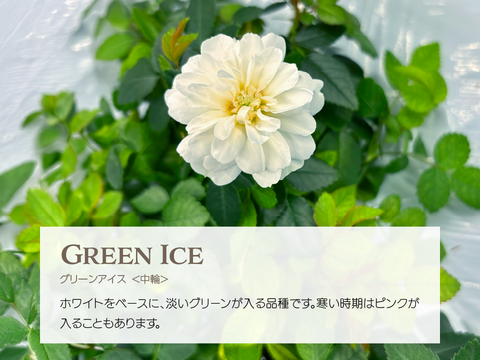 FISH VEGGIES／お魚が育てたお野菜　エディブルローズ【中輪】5輪