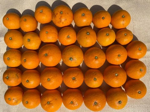 清見オレンジ(清見)　露地物　木熟　家庭用　限定10箱　5kg　S～3Lサイズ