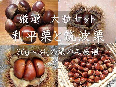 【氷温貯蔵で甘い 大粒セット】自然栽培の筑波栗と利平栗の大粒セット900g