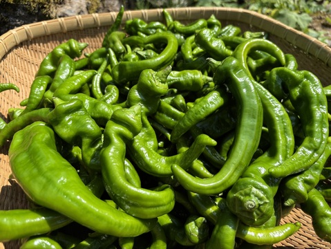 舞鶴特産品【万願寺とうがらし】お得品　甘くて香りが良い　農薬化学肥料不使用