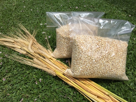 腸内環境を整える モチ麦（キラリモチ）