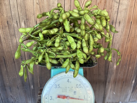 【ムチムチ極大粒❣️】能勢黒枝豆 枝付きで1kg 😋👍豊かなボリュームと深いコク。黒豆になる今が絶品“知る人ぞ知る味‼️”もう普通の枝豆には戻れない‼️🤤大阪府エコ農産物“大阪産（もん）”認証。