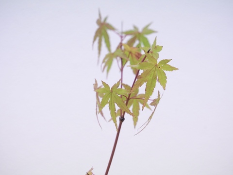 ミニ盆栽　【紅葉🍁ヤマモミジ×白花模様陶器】高さ47cm×横12cm