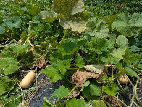 まろやかな風味の福岡産バターナッツカボチャ　3kg以上