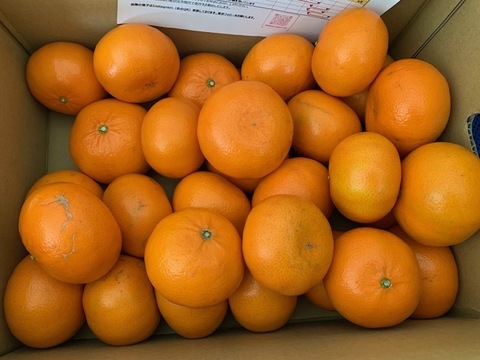 5Kg 果汁がジュワッと！ミカンの大トロ【麗紅】