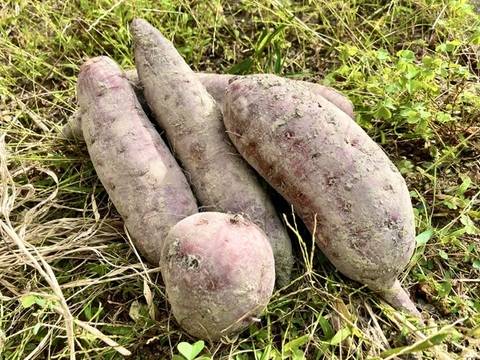 棚田で育ったさつまいものセット　化学肥料・農薬不使用【ほくほく・ねっとり食べ比べ】