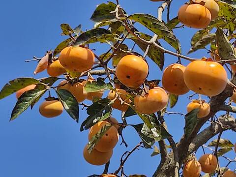 ✨【甘柿（富有柿）】2.8kg（23～30玉）　農薬肥料不使用の自然栽培✨