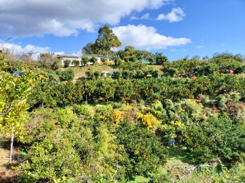 四季彩園のくしもとポンカンジュース