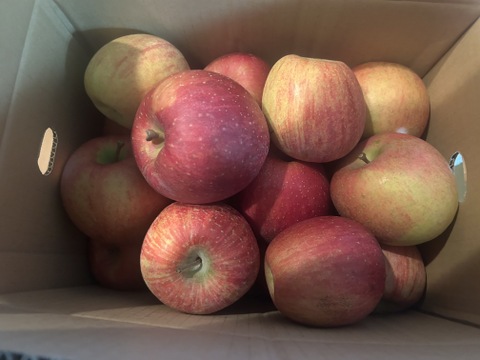 こだわりの葉取らずふじ 家庭用 さんフジ 山形 朝日町産 りんご 約5kg 20個程度