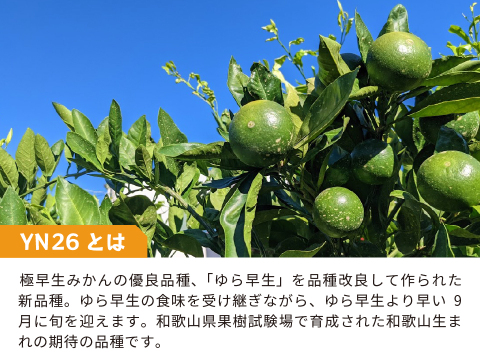 YN26（みかん）家庭用5kg｜和歌山で生まれた温州みかんの有望品種を産地直送でお届け