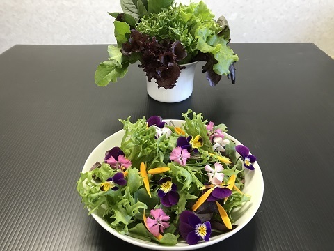 おかげ野菜 サラダセット 140g おうちでレストランのような「映える」サラダを！サラダ 生野菜 セット  水耕栽培 農家直送