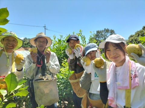 【広島県産】これが夏レモン！びっくりサイズ（約18個入り）