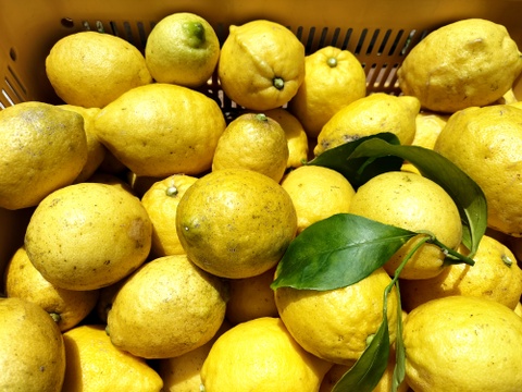 【訳あり】広島県産「これが夏レモン」《約18〜20個入》4kg以上