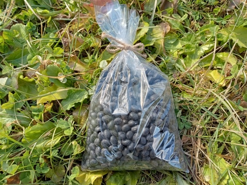 黒豆　自家採種　2022年度産　有機認証　1kg