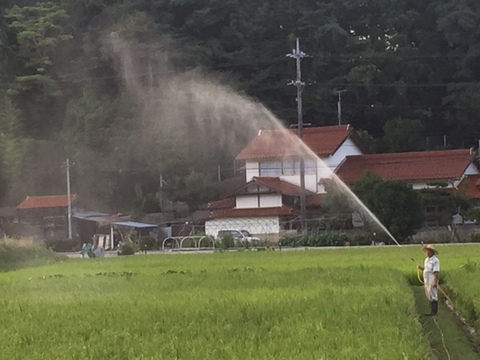 令和７年9月に刈り取りました新米☆☆いのちの壱(超大粒)☆酵素散布米いのちの壱 玄米5キロ精米無量